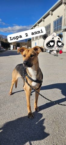 Lupa - Foto 2