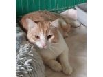 CAMILLO, micio adorabile, rosso e bianco