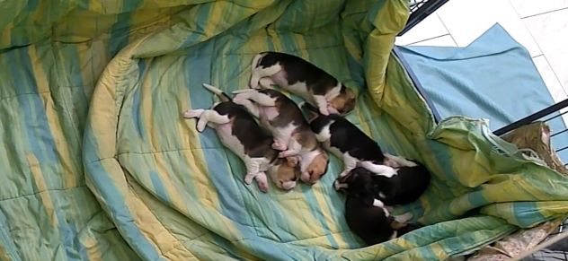 Cuccioli Beagle - Foto 5