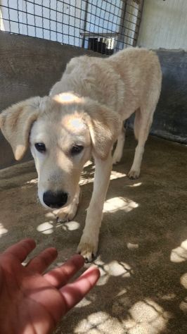 ETTORE L' OCCASIONE PER APRIRSI ALLA VITA CUCCIOLO IN ADOZIONE - Foto 4