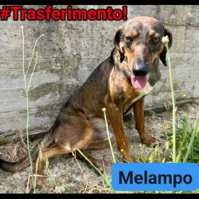 MELAMPO, OCCHIONI DOLCI, CAGNOLINO IN ADOZIONE - Foto 5