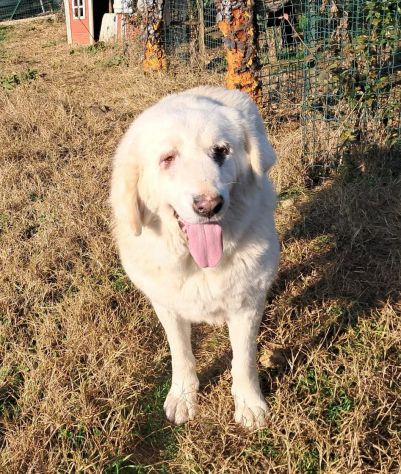 VITA, cagnolona dolcissima in cerca di una bella famiglia - Foto 5