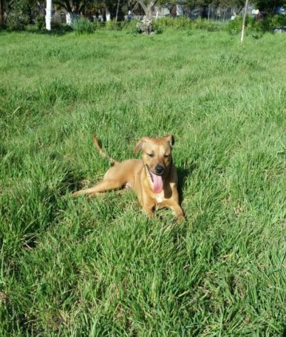 MINO, socievole cagnolino amico dei bambini - Foto 4