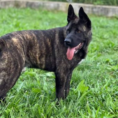 BLACK SALVIAMOL DAL CANILE CANE IN ADOZIONE - Foto 2