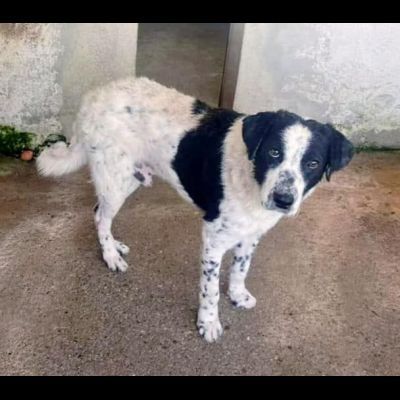 GIOBBE LO SGUARDO DELLA RASSEGNAZIONE. CAGNOLINO IN ADOZIONE - Foto 6