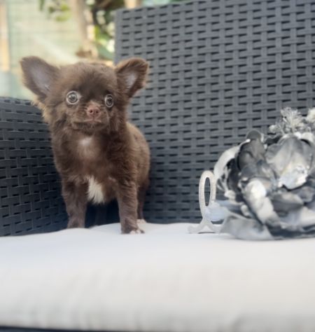 Cindy chihuahua pelo lungo cioccolata con pedigree