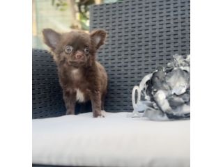 Cindy chihuahua pelo lungo cioccolata con pedigree