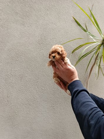 Cuccioli di barboncini Toy - Foto 3
