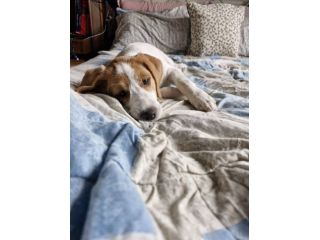Daisy cucciola