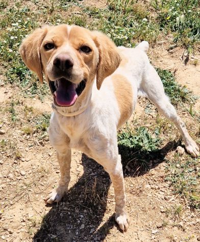 BRENDA DOLCEZZA ALLO STATO PURO...IN CANILE! - Foto 7