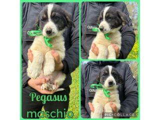Regalo cuccioli meticci