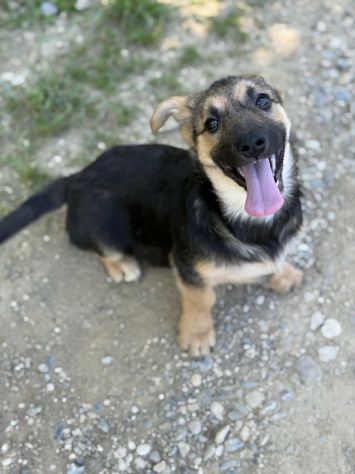 VIKY, buffissima cucciola ZAMPACORTA! Tg MEDIO PICCOLA - Foto 3