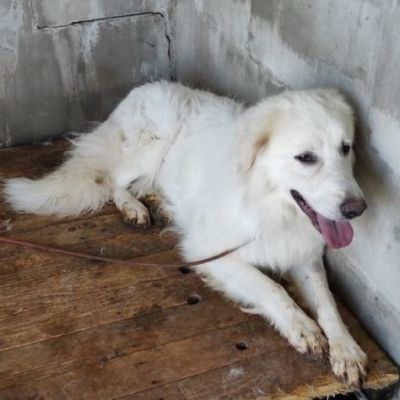 MATISSE, avvilito dal canile. CANE IN ADOZIONE - Foto 9
