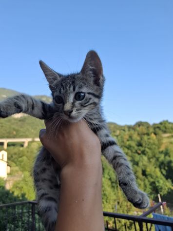 SPLENDIDI GATTINI MASCHI DI DUE MESI E MEZZO - Foto 3