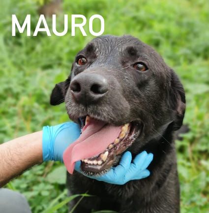 Mauro simil labrador