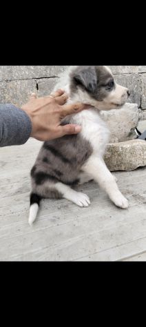 Cuccioli di Border collie - Foto 3