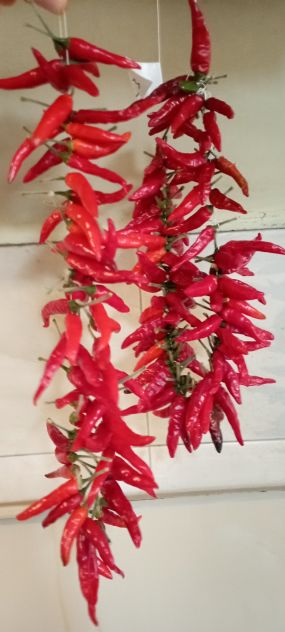Peperoncini Carolina Reaper, ecc...Semi..... - Foto 5