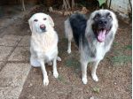 NIJI E BATTITO, sorella e fratello taglia grande