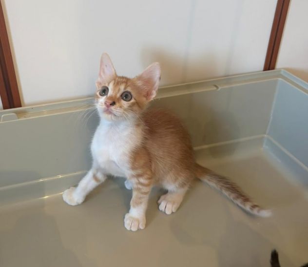GATTINI MERAVIGLIOSI - Foto 5