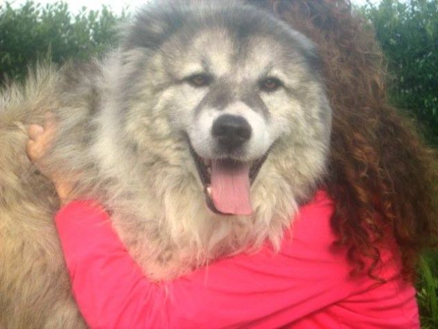 GRIGIO, stupendo mix Pastore del Caucaso - Foto 3