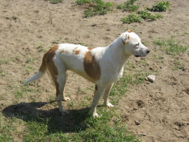 LULU', incantevole cagnolina taglia media - Foto 3
