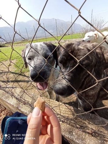 CUCCIOLONE IN ADOZIONE: JAGO - Foto 3