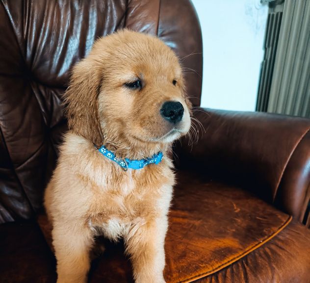 Golden Retriever Americani