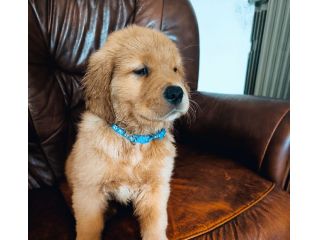 Golden Retriever Americani