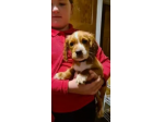Bellissimi Cocker Spaniel di 3 mesi