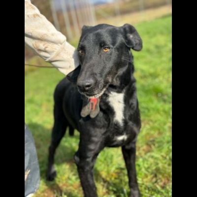 AARON dolce e vitale carbonello, CANE IN ADOZIONE - Foto 6