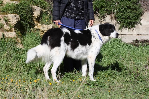 Come posso dirgli "non ti ha scelto nessuno"? Panda ci crede ancora ............ - Foto 3