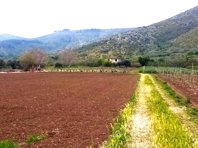 TERRENO AGRICOLO STRADA PROVINCIALE FALCIANO-MONDRAGONE - MONDRAGONE -Rif. V3138