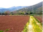 TERRENO AGRICOLO STRADA PROVINCIALE FALCIANO-MONDRAGONE - MONDRAGONE -Rif. V3138