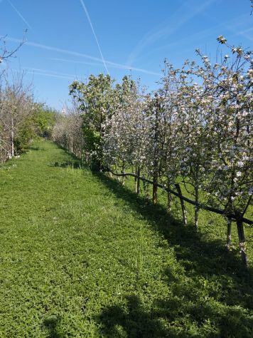 CONCESSIONE GRATUITA di terreno agricolo