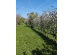 CONCESSIONE GRATUITA di terreno agricolo