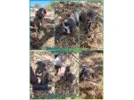 Cuccioli Amstaff Blu Grigio in Italia con pedigree. Allevamento in Puglia Bari.