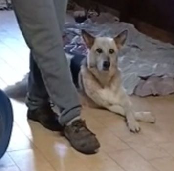 13anni pastorino tg media salvato da 1tugurio LAZIO - Foto 4