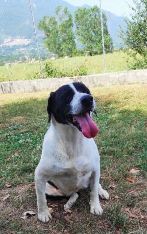 CANE IN ADOZIONE: MARILU', taglia media - Foto 4