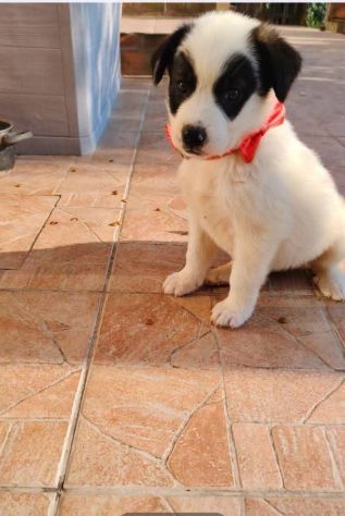 Domitilla cucciola - Foto 2