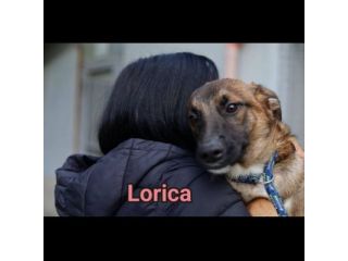 LORICA E CAVALIERE CUCCIOLI IN ADOZIONE