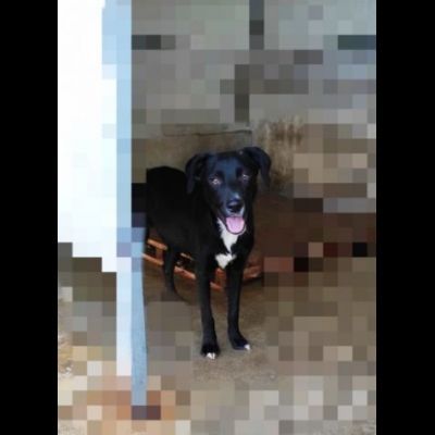 RAOUL TENERO CAGNOLINO IN ADOZIONE - Foto 3
