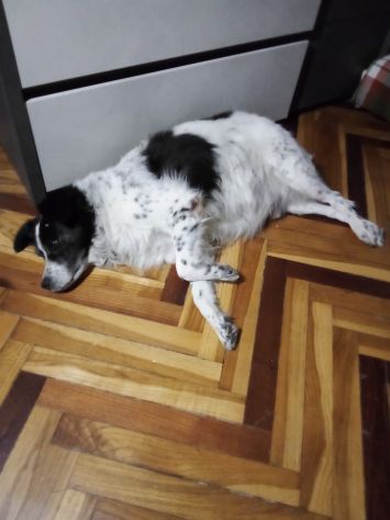 Coppia di donne con un cagnolino cercano lavoro con vitto e alloggio - Foto 2