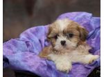 Maschietti Shihtzu adorabili