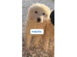 CUCCIOLI DI MAREMMANO… GIÀ IN CANILE Hanno solo 3 mesi.