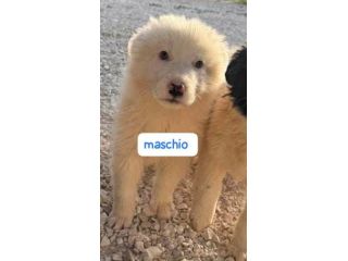 CUCCIOLI DI MAREMMANO… GIÀ IN CANILE Hanno solo 3 mesi.