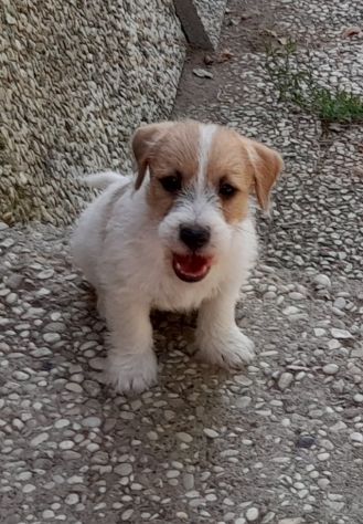 Jack Russell Terrier Broken Ruvido cuccioli - Foto 2
