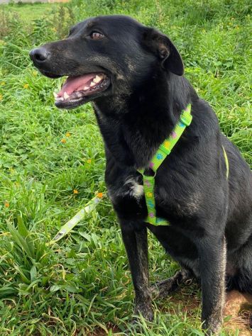 Amos da cucciolo vive in canile - Foto 2