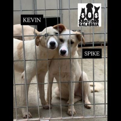 KEVIN, SPIKE, DIDO, TENERISSIMI CUCCIOLI IN ADOZIONE