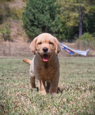 CUCCIOLI DI LABRADOR - MARINA LAB - PEDIGREE DA EXPO - Foto 3
