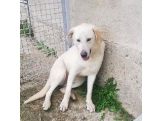 LIBECCIO buonissimo e pacato, aspetta una famiglia, cane in adozione